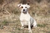 JACK RUSSEL TERRIER